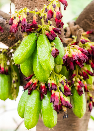 close up of base of large Bilimbi branch where a dozen waxy, green, elongated fruits grow in between deep purple red flowers