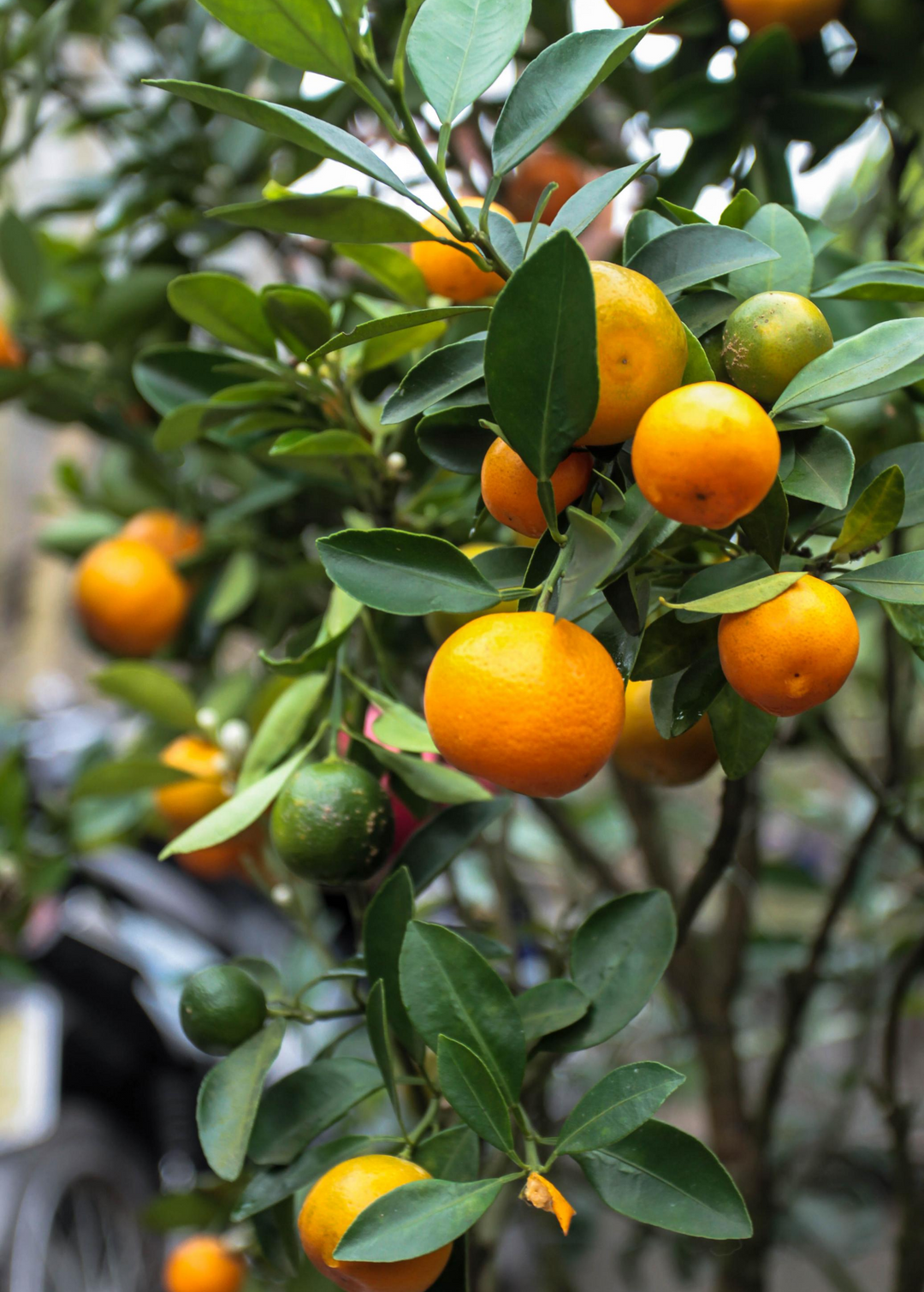 Ponkan Mandarin Tree