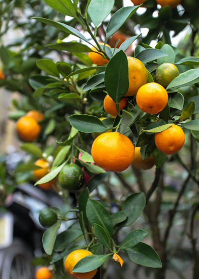 focused on branch of ripening calamondin oranges