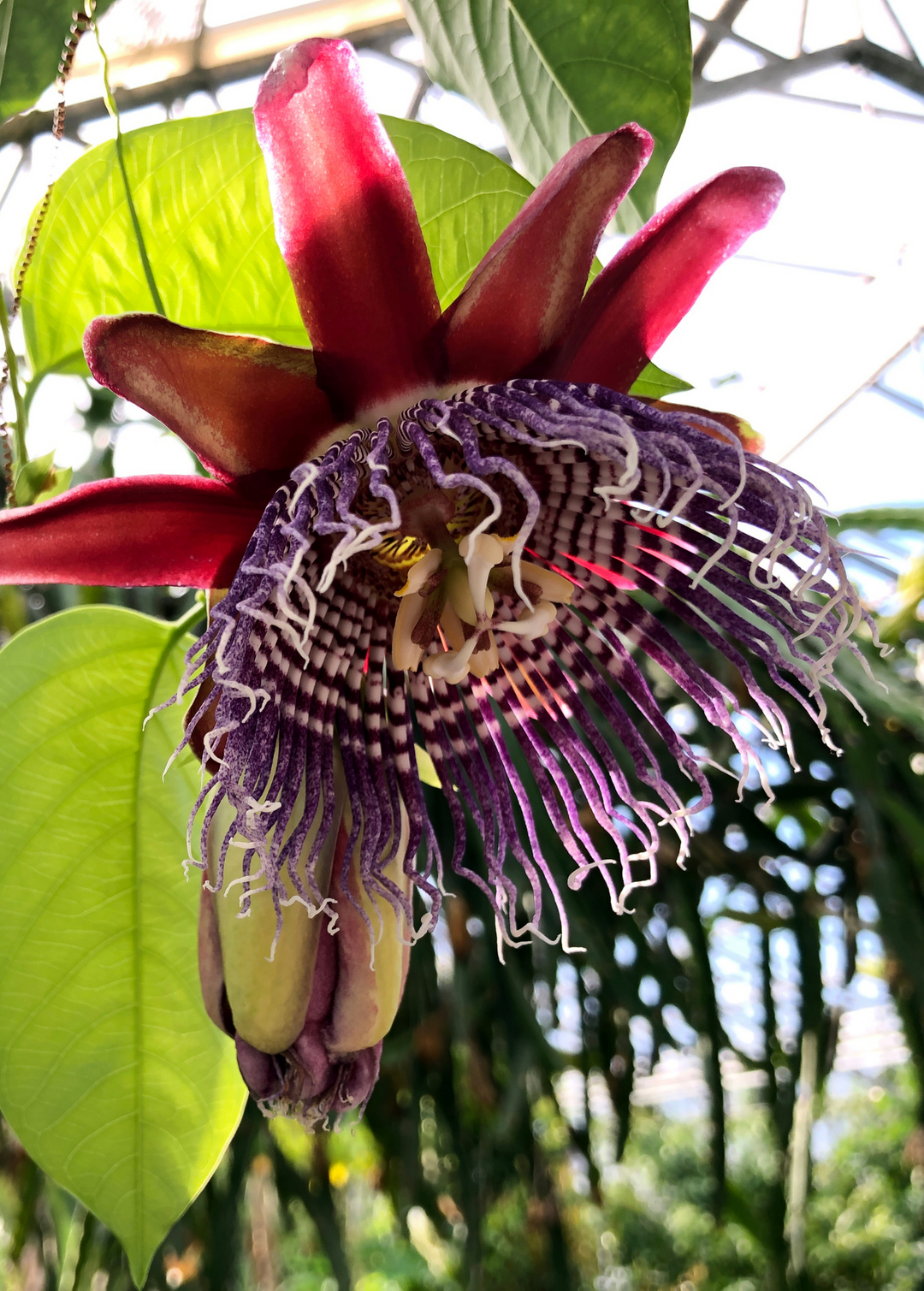 Giant Granadilla (Passiflora quadrangularis L.) X-Large Nursery Pot