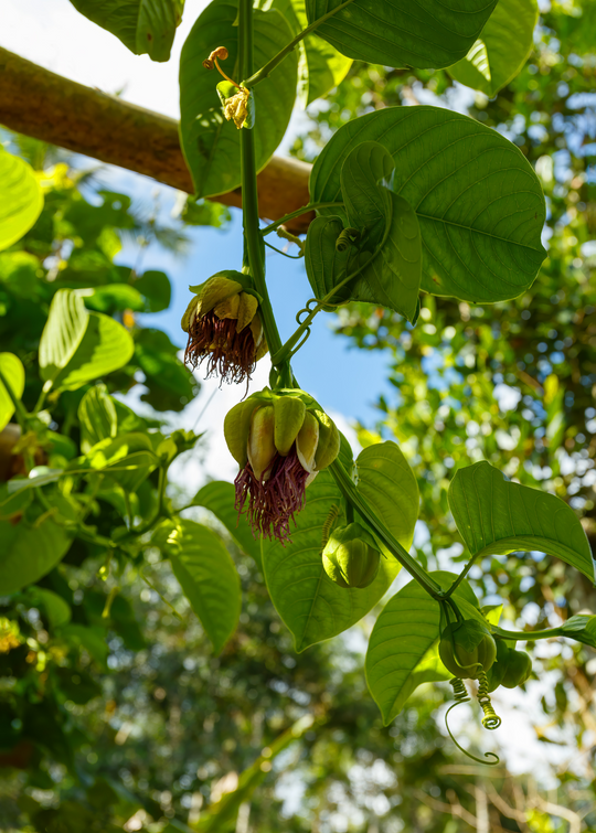 Giant Granadilla (Passiflora quadrangularis L.) X-Large Nursery Pot