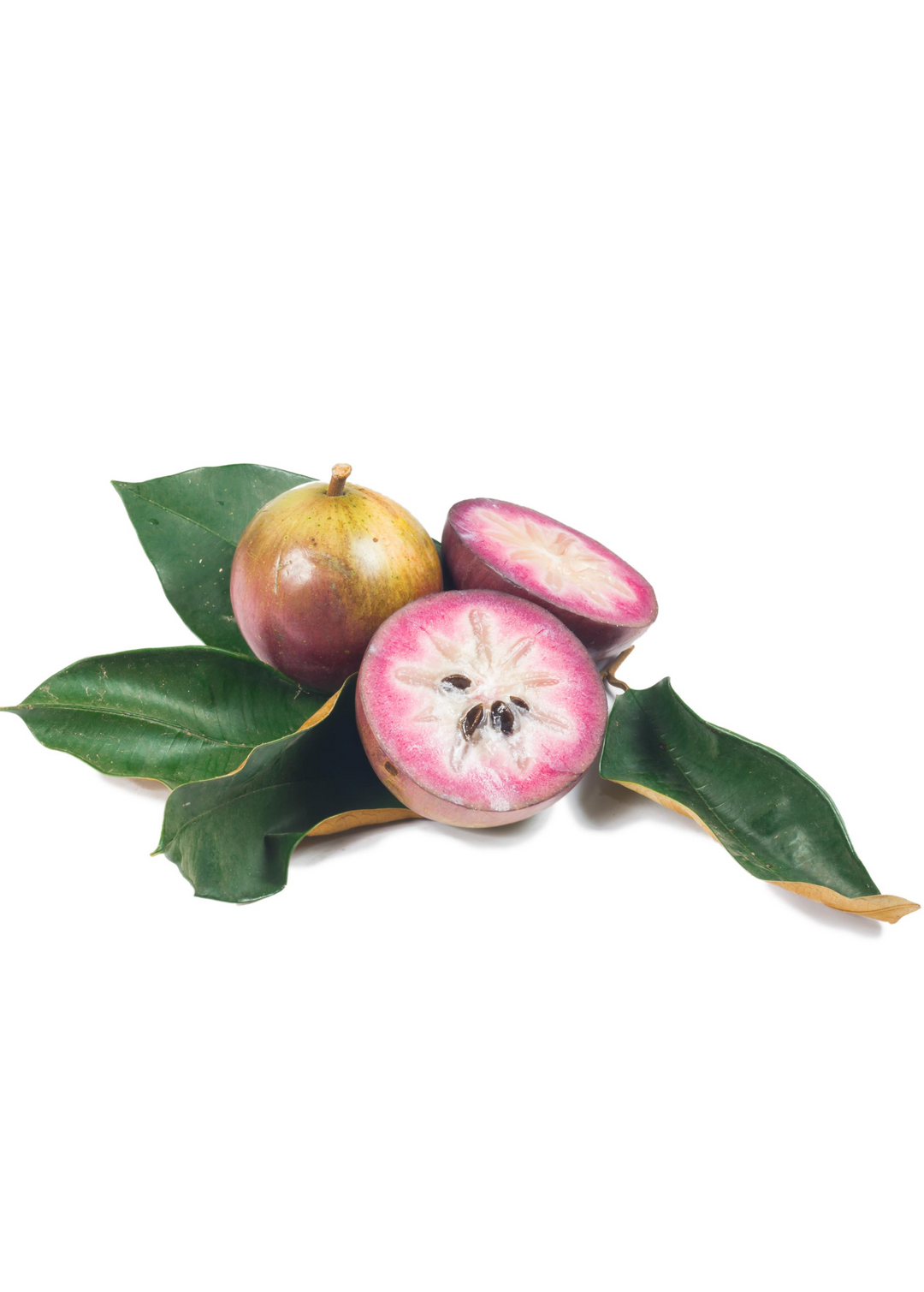 Caimito Fruit Tree