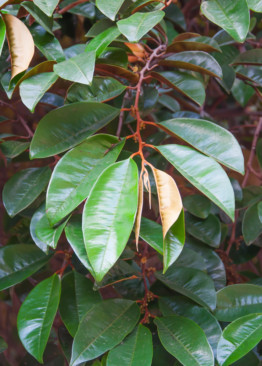 Star Apple (Chrysophyllum cainito) – Sow Exotic