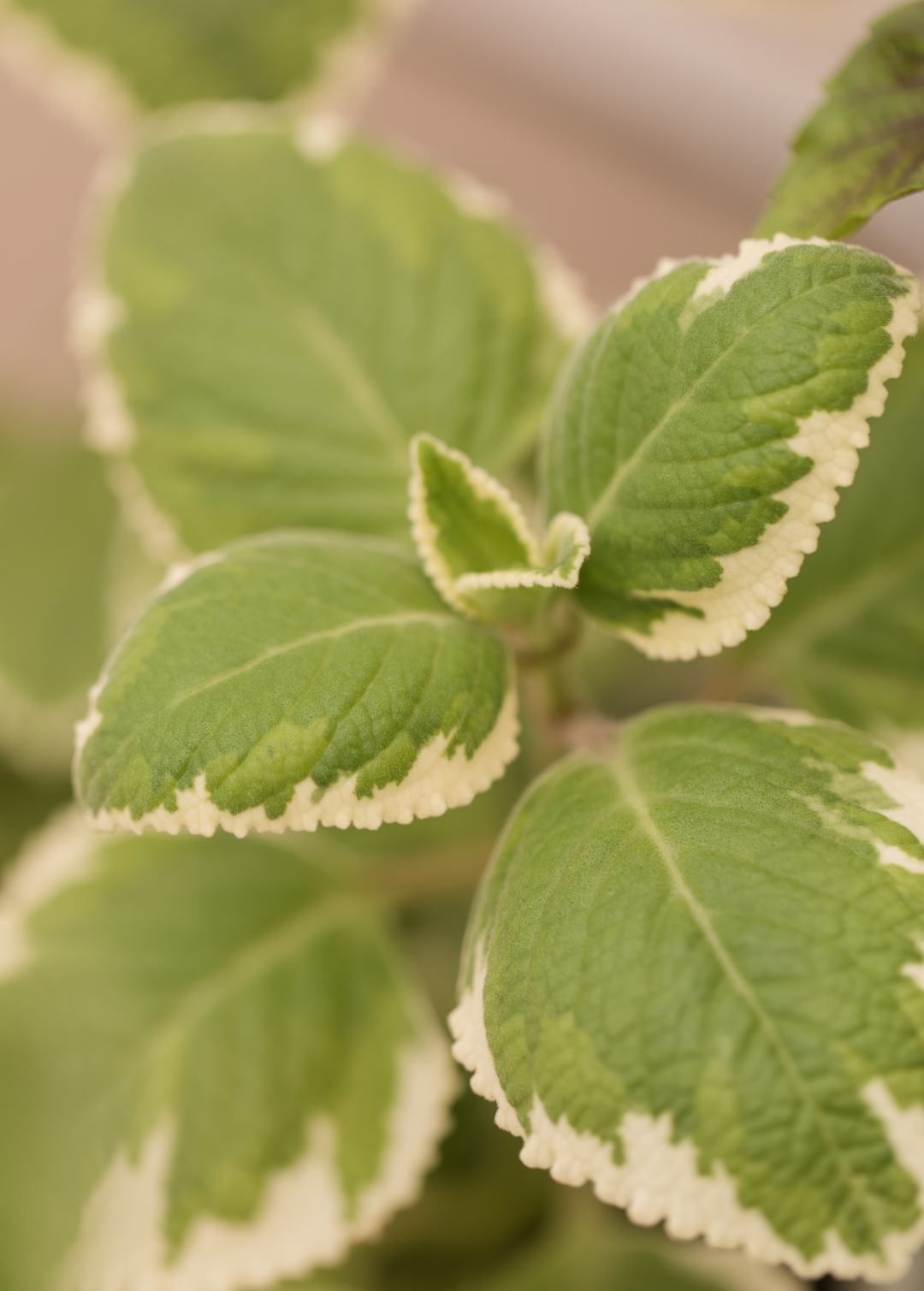Cuban Oregano | Culinary and Medicinal Herb