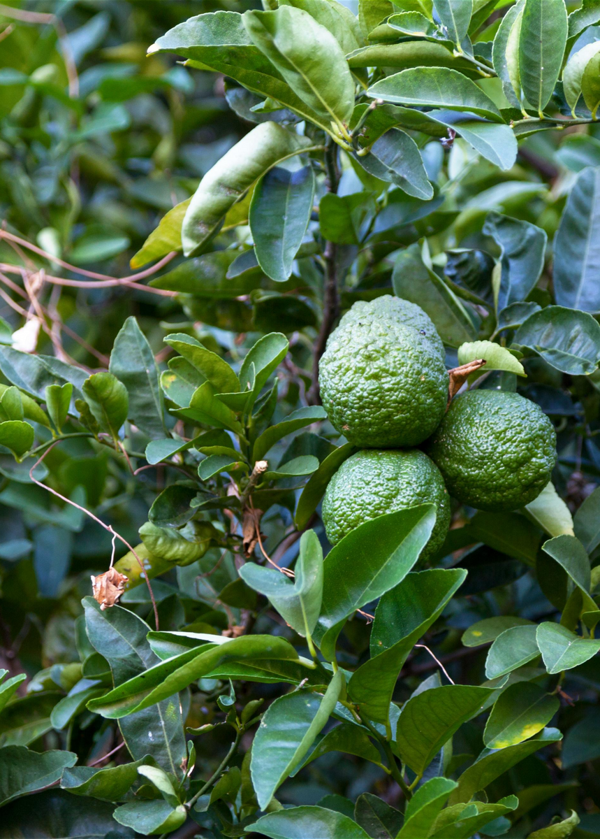 Kaffir Lime Fruit Trees For Sale Sow Exotic