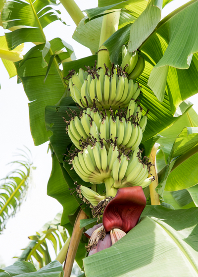 upshot picture of bunch of light green Kokopo bananas and deep red flower against large leaves