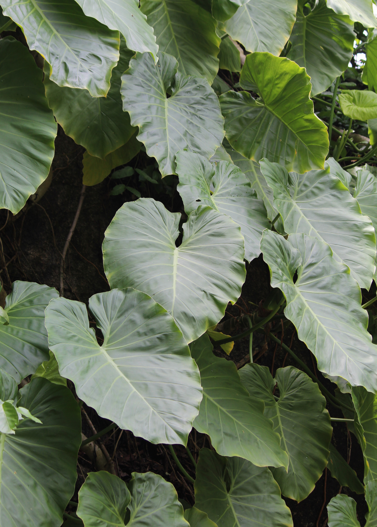 exotic elephant ear plants Malanga | Tropical Root