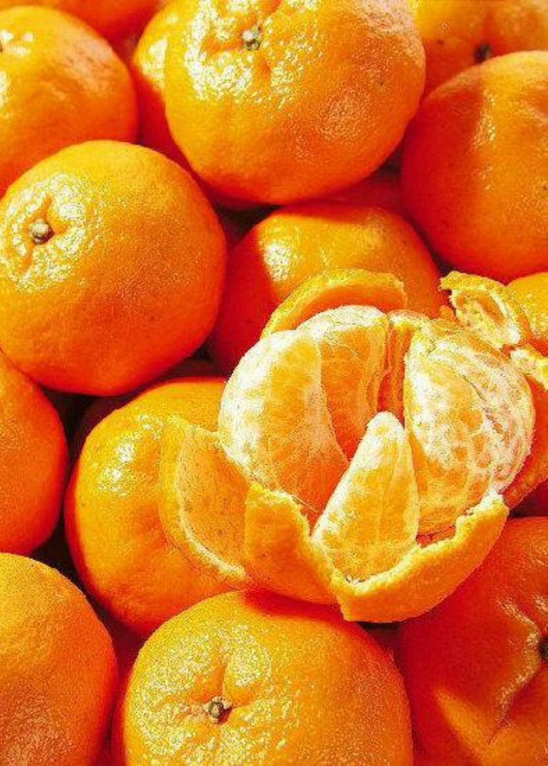 Ponkan Mandarin Chinese Honey Orange Citrus Fruit Trees For Sale -  SowExotic.com – Sow Exotic