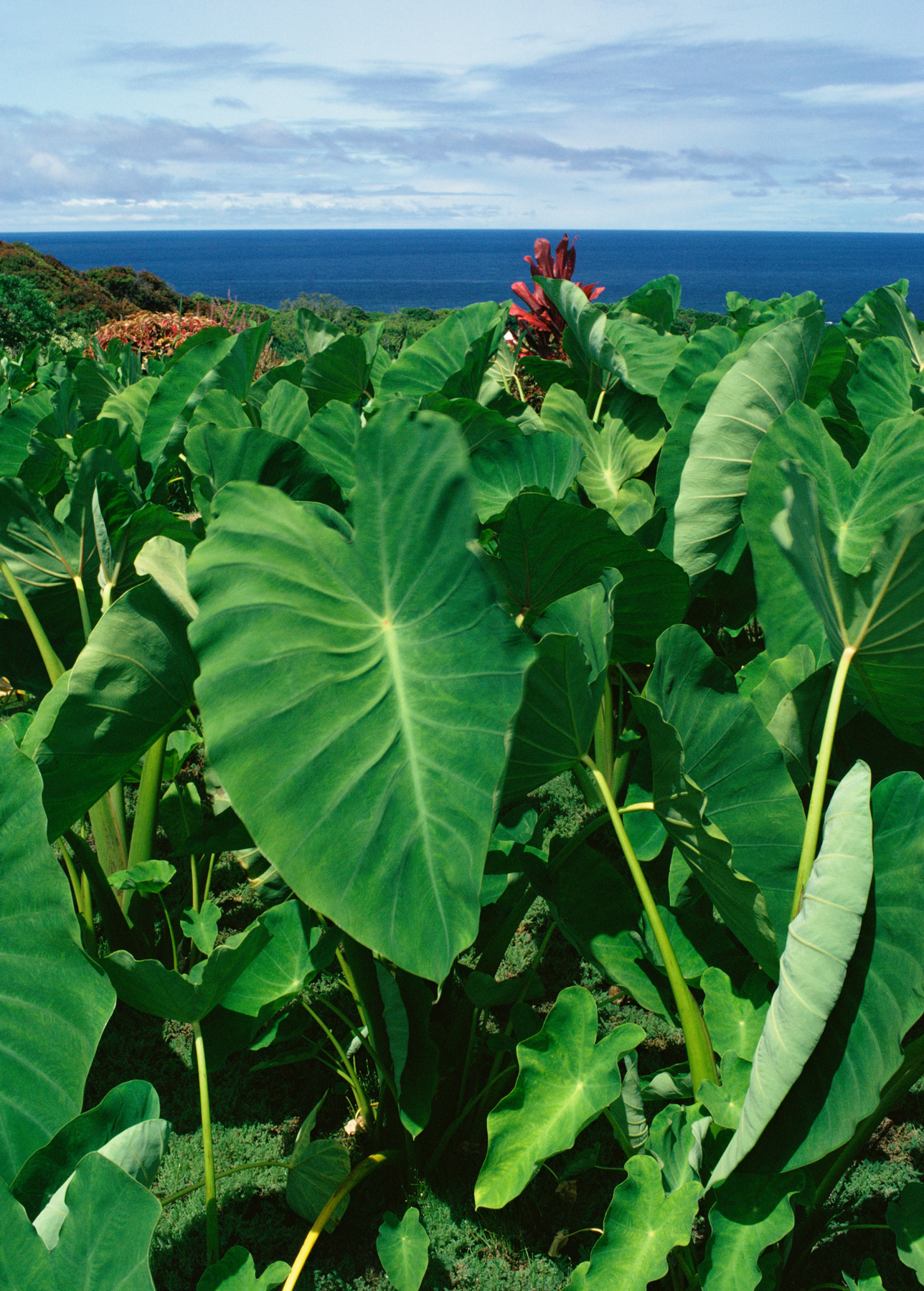 fertilizer for taro plants Taro Plant, Chinese Bun Long