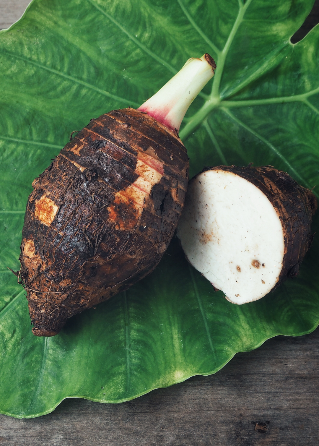 root taro plant Taro Plant, Chinese Bun Long