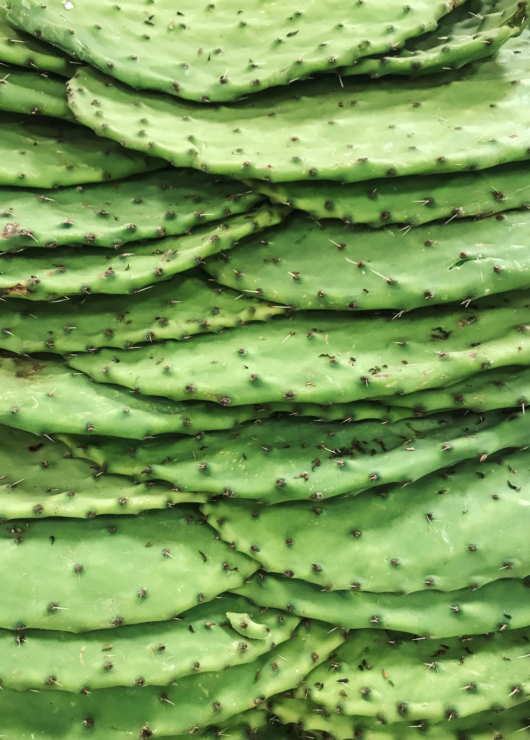 Nopales Cactus Fruit Plant, Opuntia