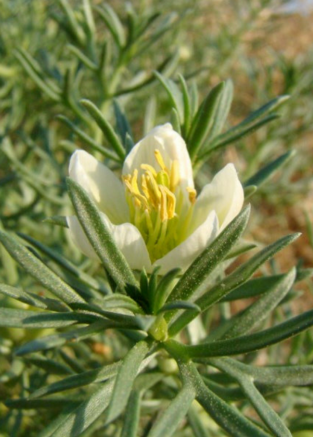 Syrian Rue Plant, Peganum harmala
