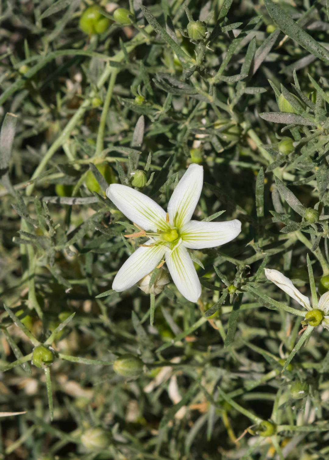 Syrian Rue Plant, Peganum harmala