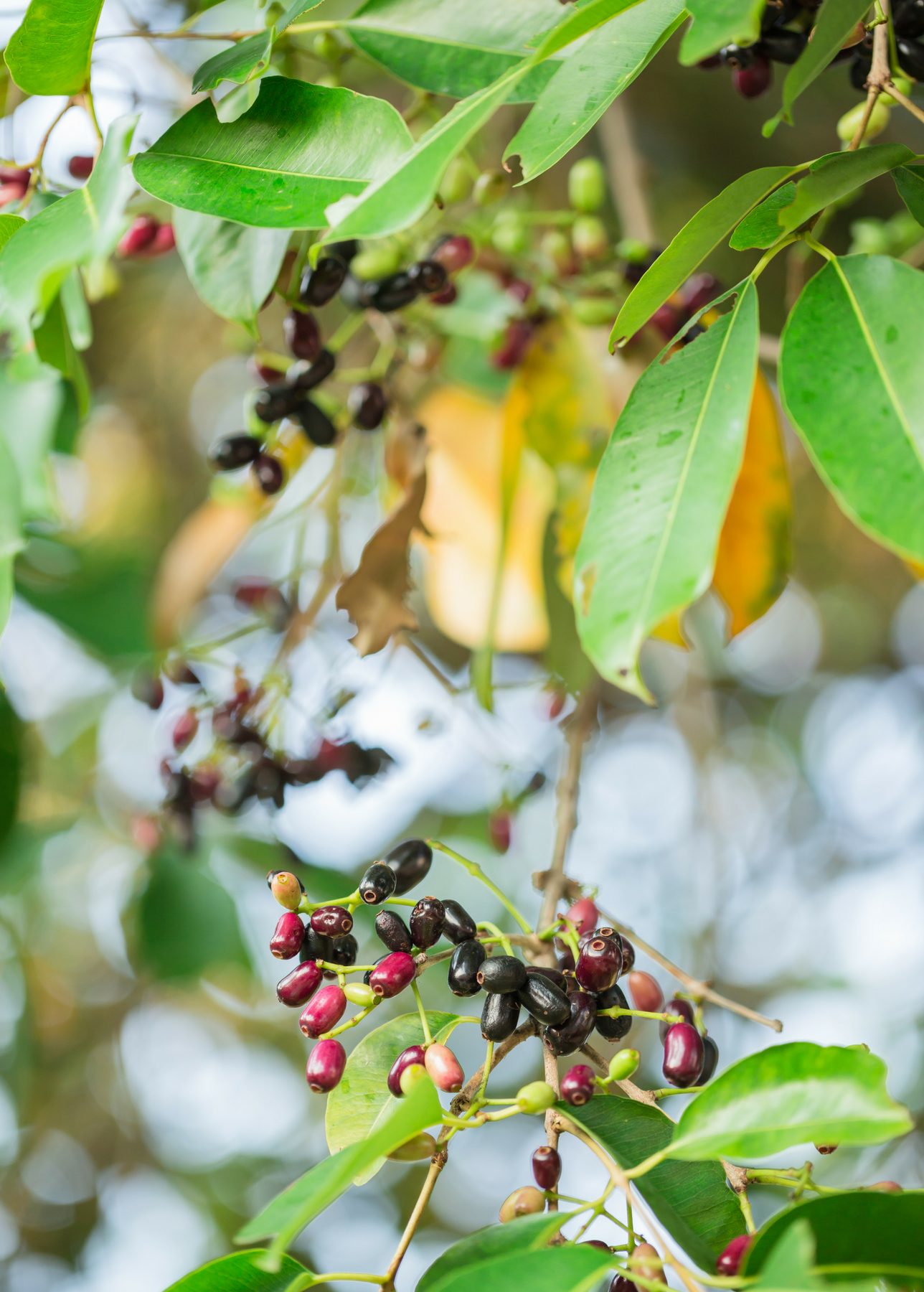 jamun plant in pot Jamun Fruit Tree, Syzygium cumini