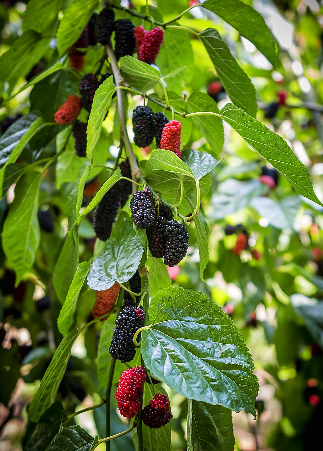 mulberry plant fertilizer Everbearing Mulberry | Live Fruit Tree
