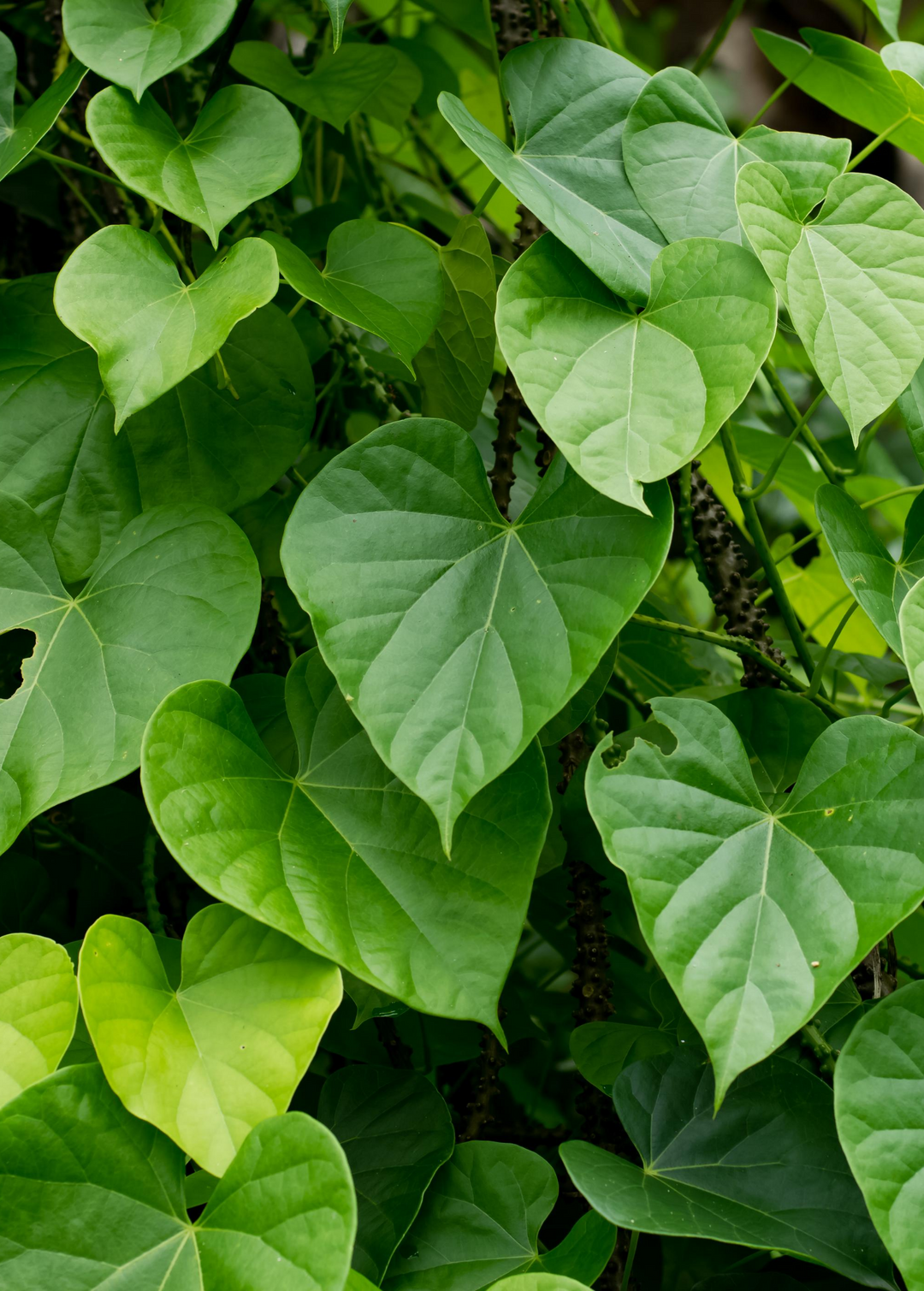 giloy plant Giloy Vine (Tinospora cordifolia)