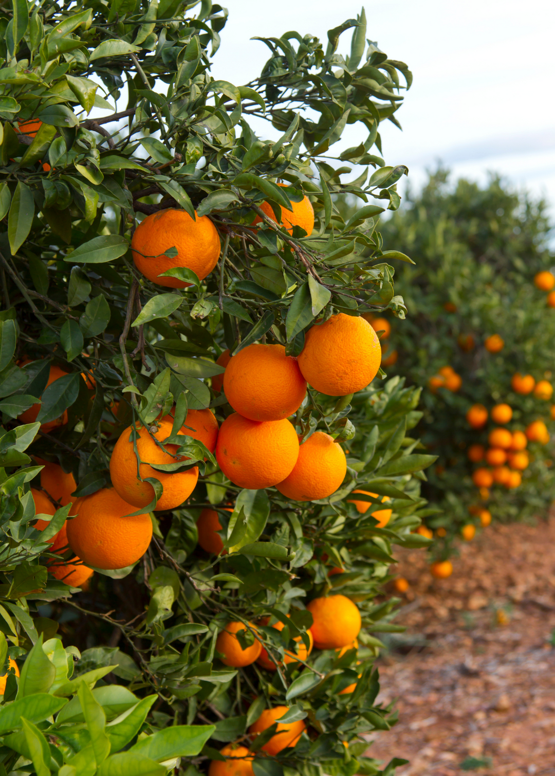 果樹 e.orange Valencia Orange Fruit Trees For Sale - SowExotic.com – Sow Exotic