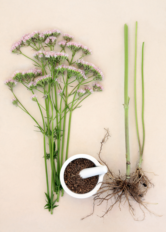 Valerian Root Plant, Herb Valeriana officinalis