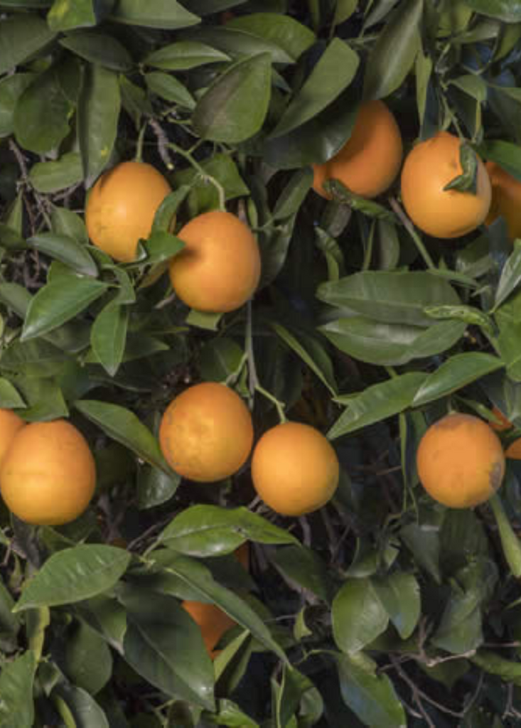 Vernia Sweet Orange Fruit Trees For Sale - SowExotic.com – Sow Exotic