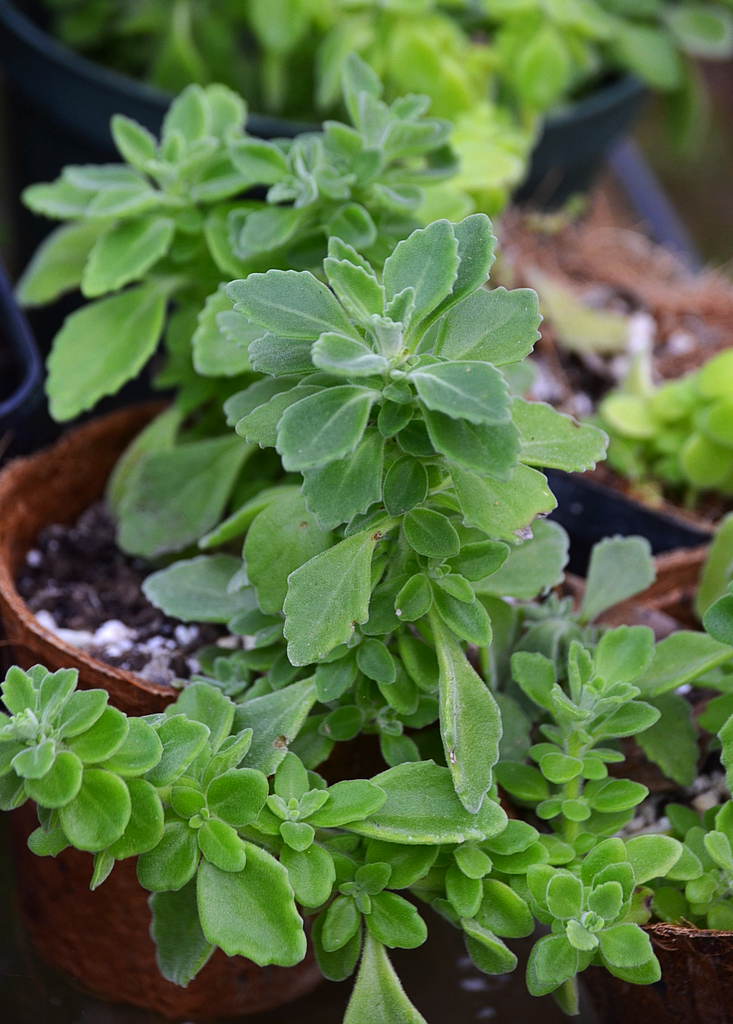 vicks succulent Vicks Plant, Plectranthus tomentosa