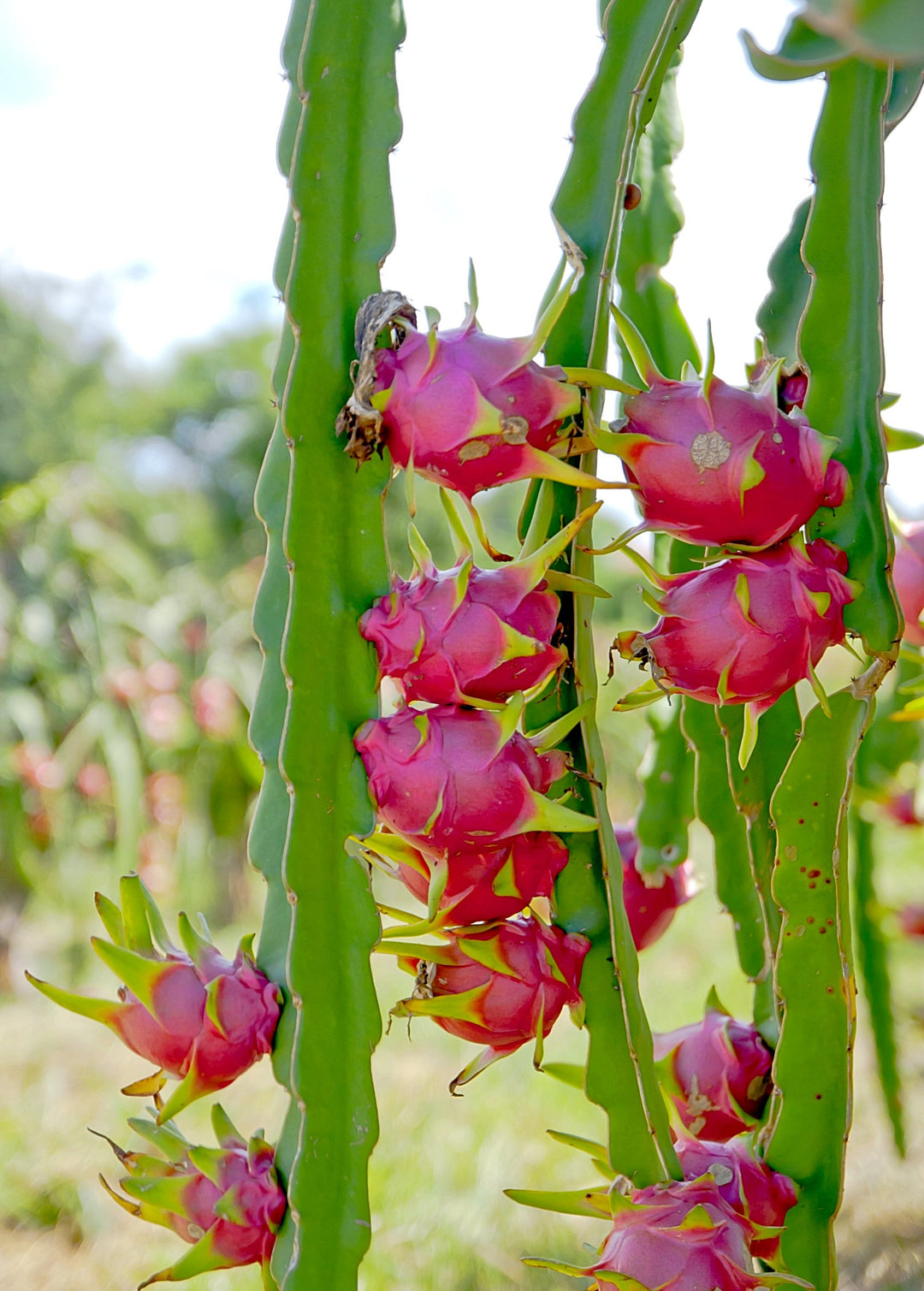 dragon fruit succulent plants White Dragon Fruit Plant - Fruiting Cactus Vine