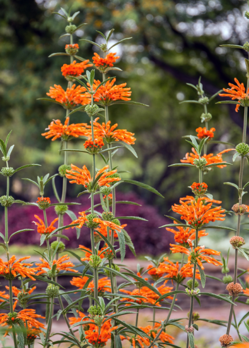 Wild Dagga Plant, Leonotis leonurus - Medicinal Herb | Sow Exotic