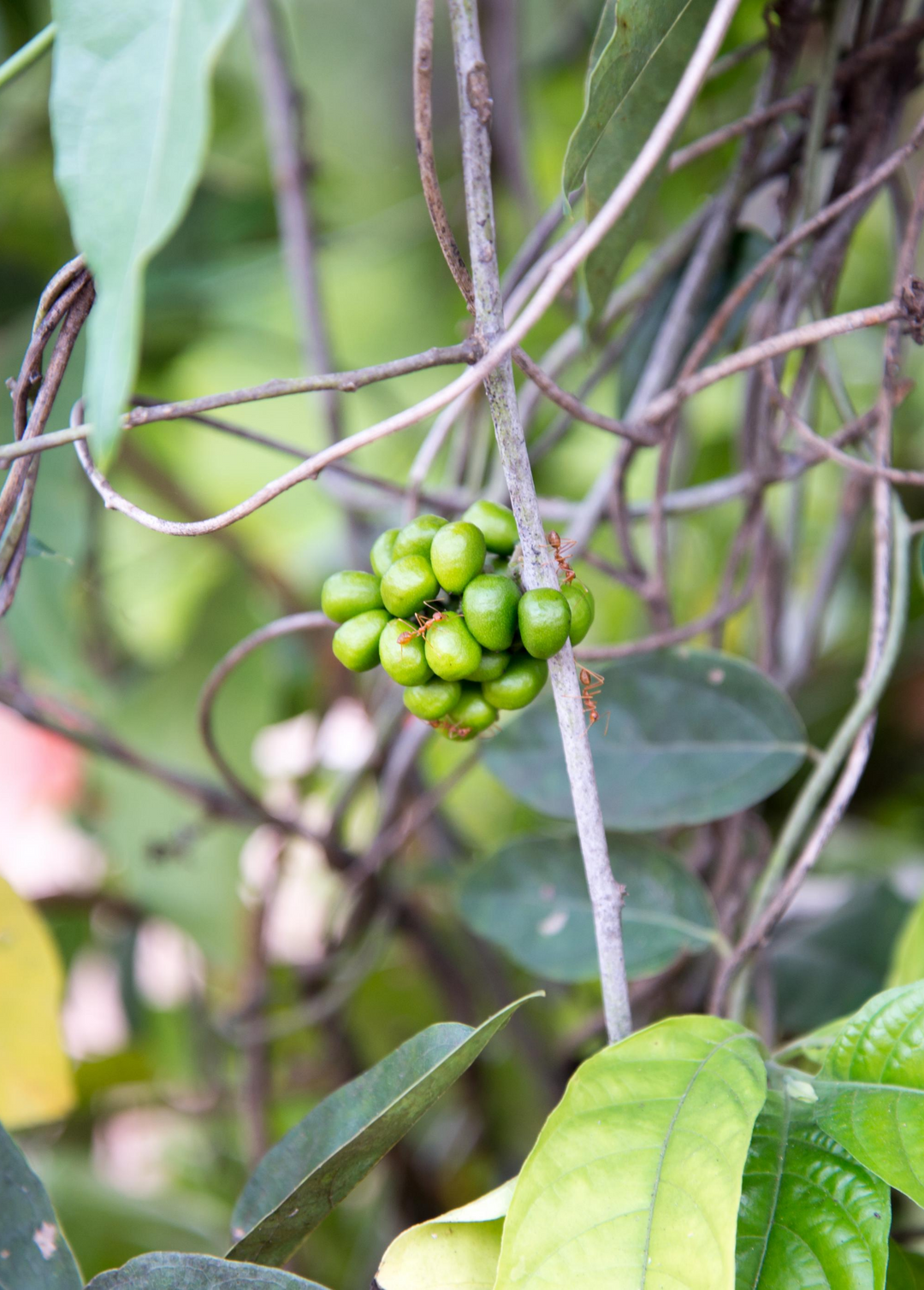 Yanang, Grass Jelly Vine | Live Medicinal Herb Vine
