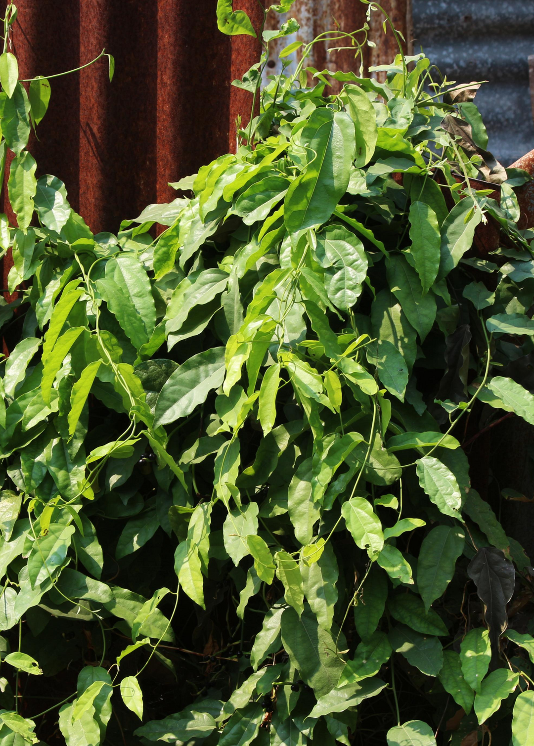 tiliacora triandra plant Yanang, Grass Jelly Vine | Live Medicinal Herb Vine