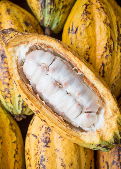 Yellow Cacao fruit cut open to reveal large brown seeds individually covered by soft white flesh - open fruit resting on layer of deep yellow cacao pods with dark brown speckles