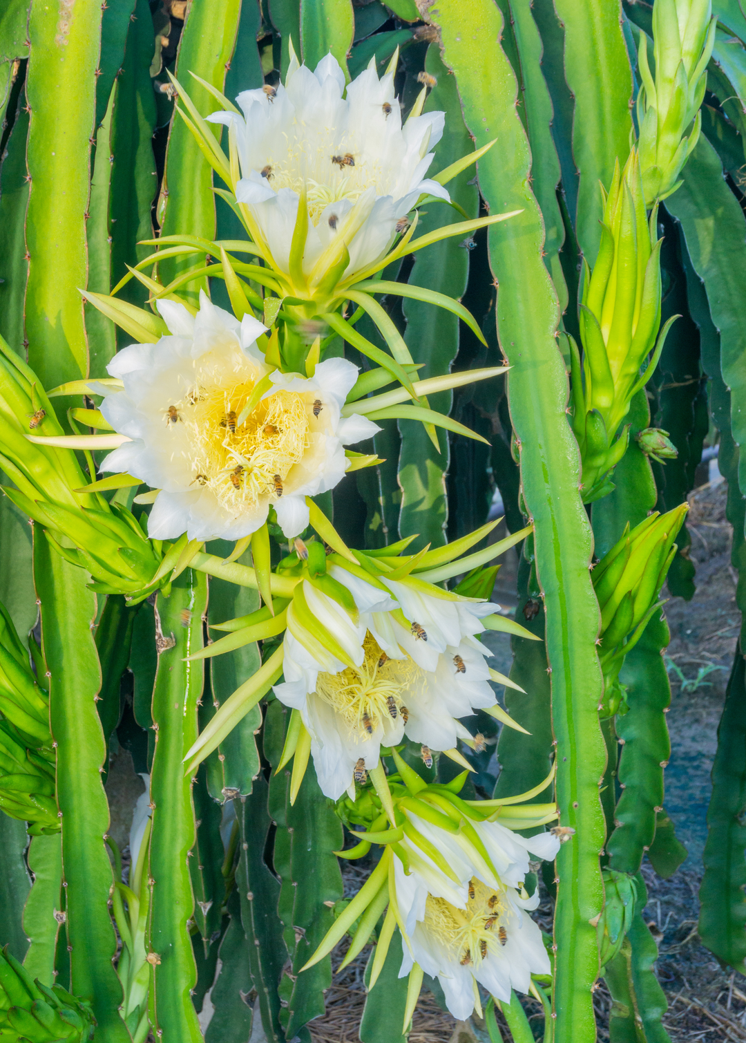 Yellow Dragon Fruit Plant - Fruiting Cactus Vine