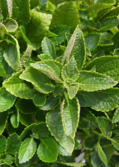 close up of thick, bumpy oblong leaves on African Potato Mint plant