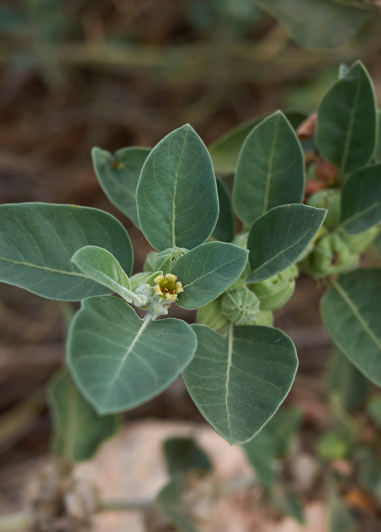 Ashwagandha Plant | Medicinal Herb Sow Exotic