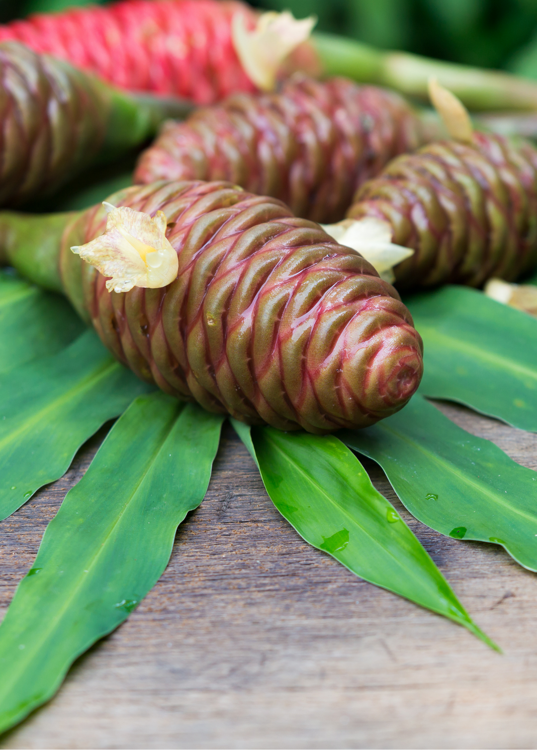 Awapuhi Ginger | Live Plant