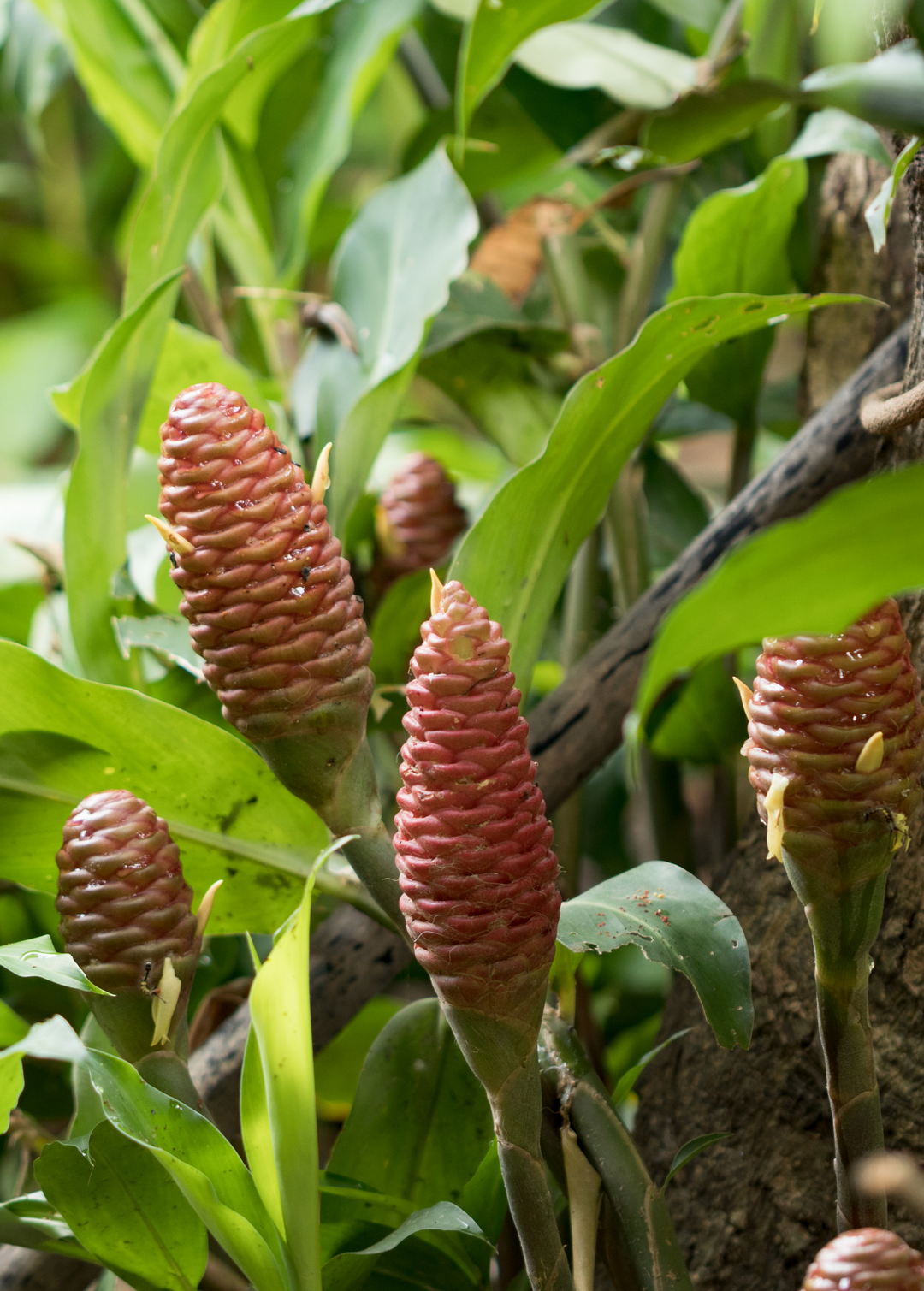 Awapuhi Ginger | Live Plant