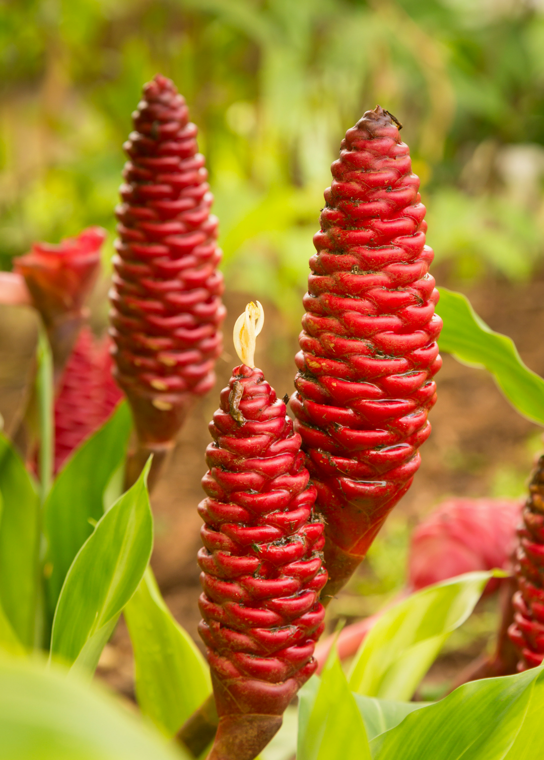 Awapuhi Ginger | Live Plant