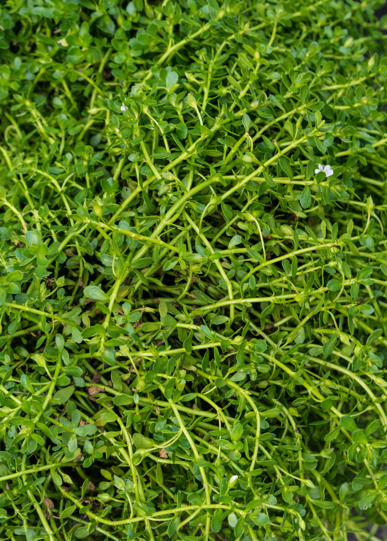 vores Alexander Graham Bell Regan Bacopa Brahmi Plant - Medicinal Herb | Sow Exotic