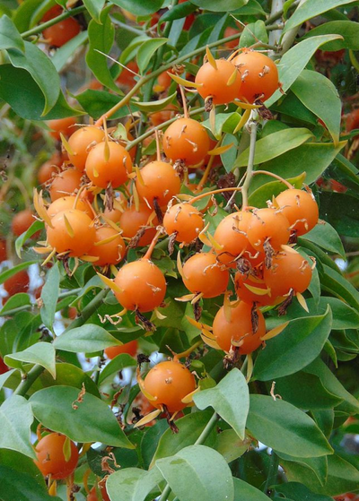 cluster of pinkish orange Barbados Gooseberry fruits with leaf like protrusions growing from spherical fruit