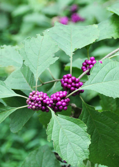 simple ovate leaves surrounding small, dense clusters of purple spherical Beautyberry fruits