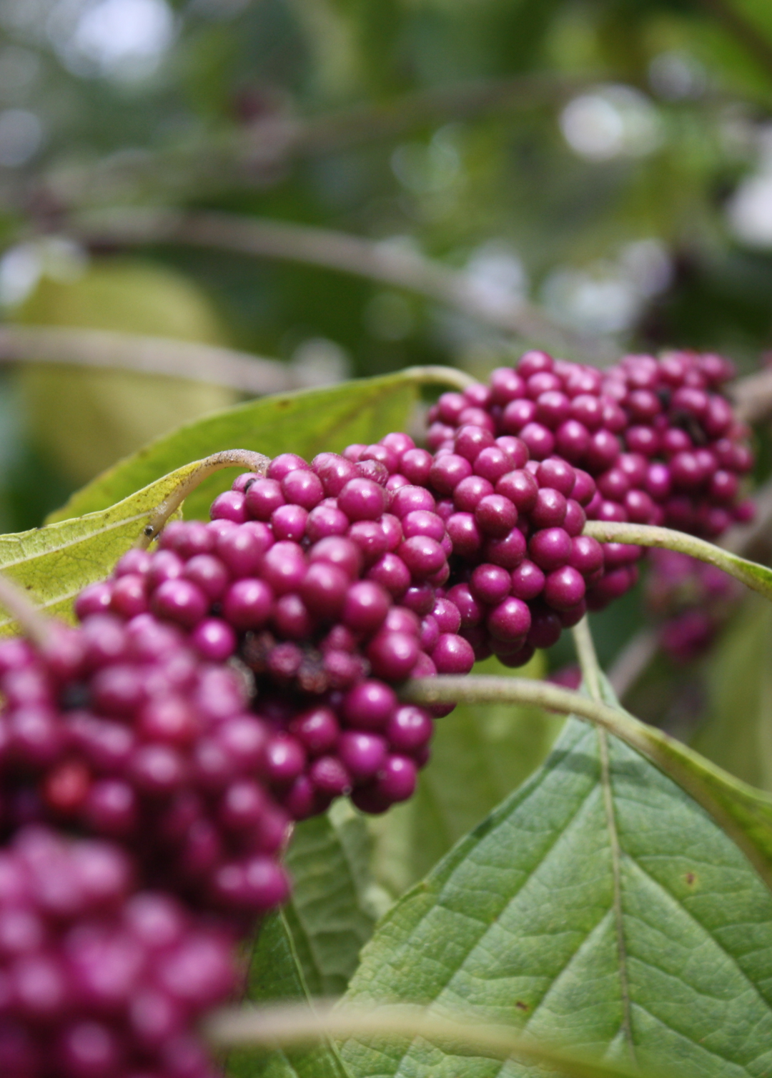 Purple Beautyberry Plant | Medicinal Herb