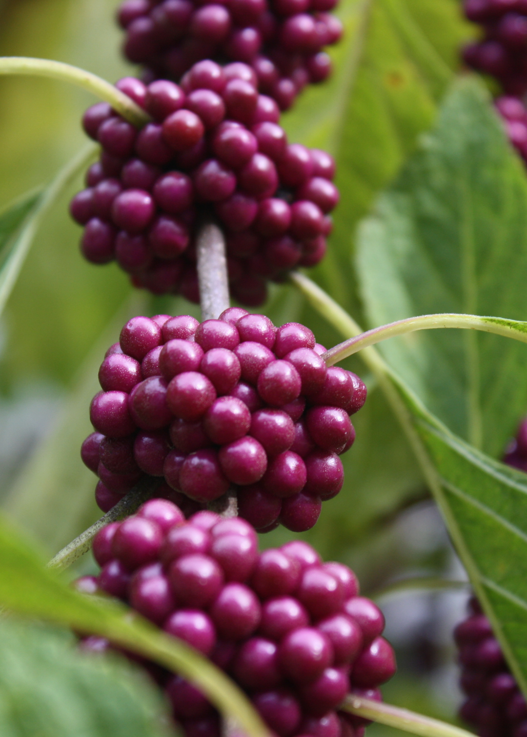 Purple Beautyberry Plant | Medicinal Herb