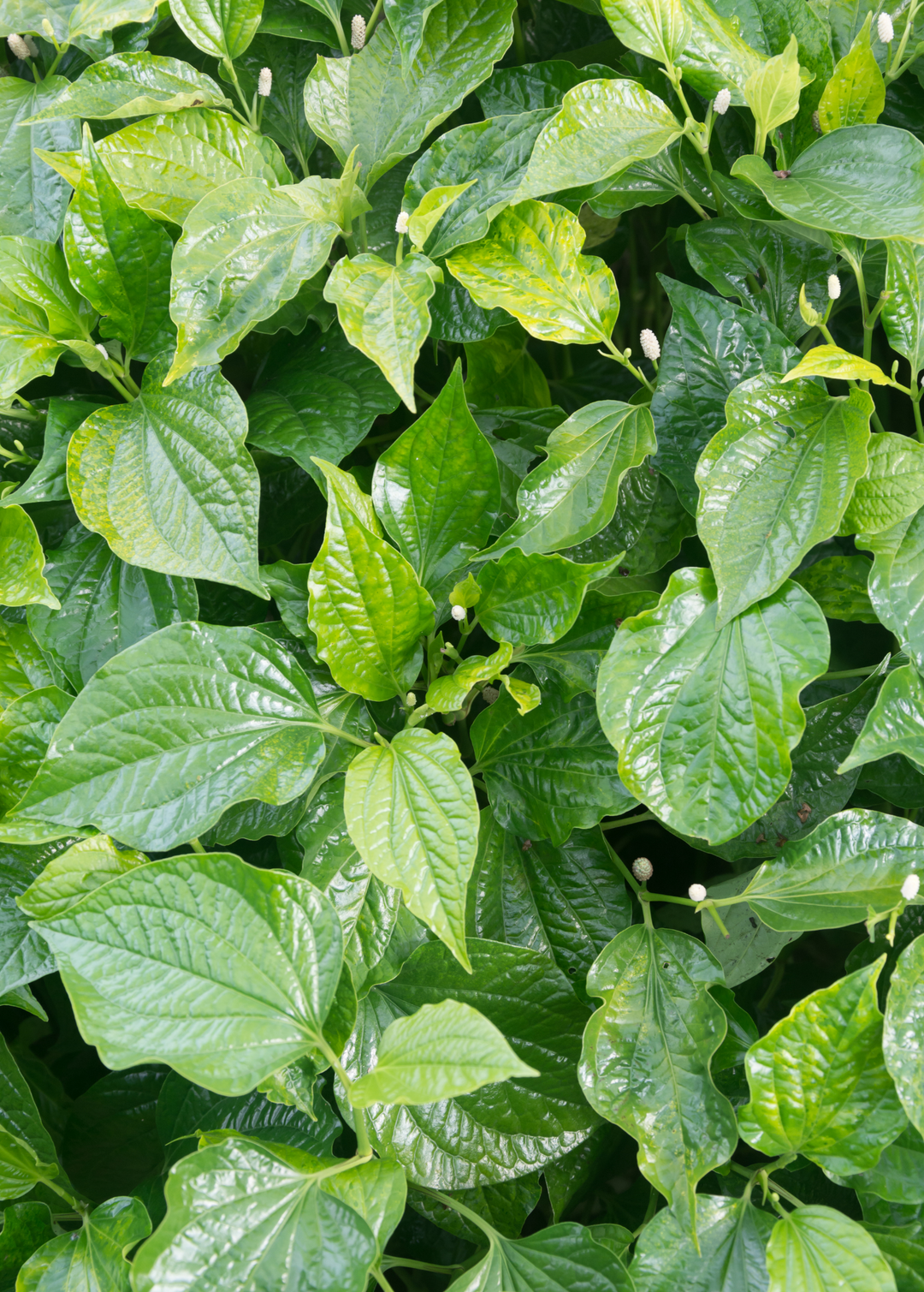 betel plant Betel Leaf | Live Medicinal Herb