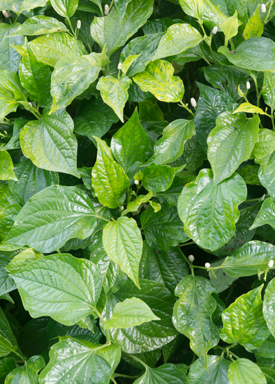 top view of Betel Leaf plants with glossy, elongated heart-shaped leaf with pronounced vein ridges