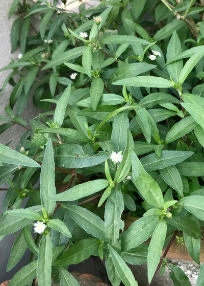 Bhringraj plants in pot with solitary white flowers surrounded by sessile lance-shaped leaves