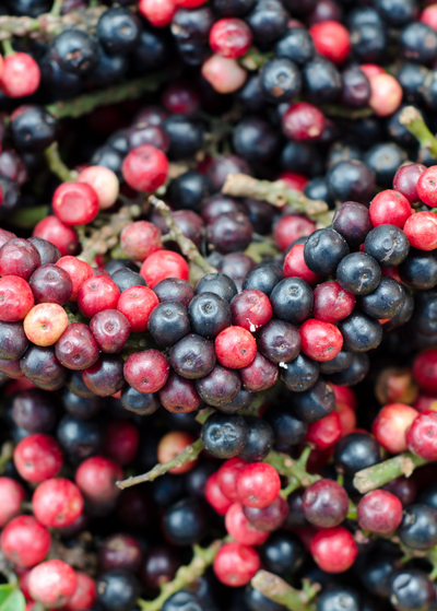 close up of Bignay berry - elongated berry of small red, purple, and almost black spheres