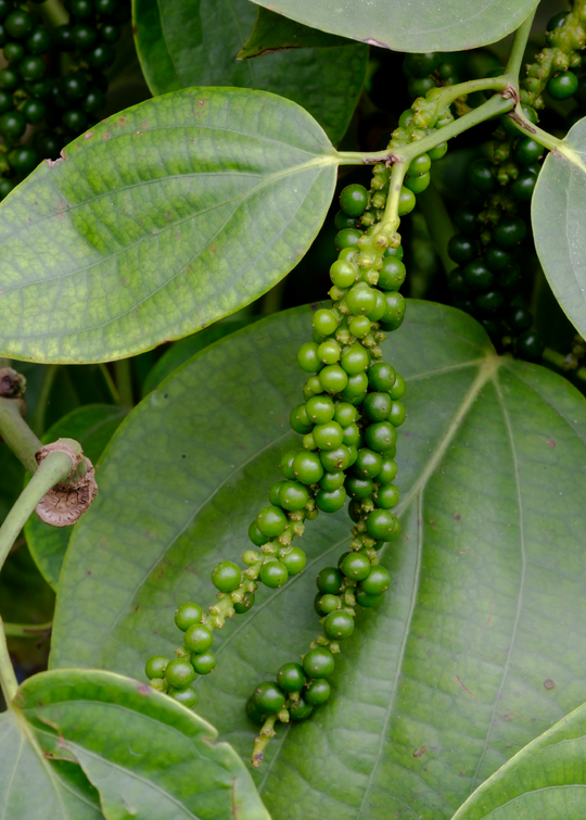 Black Pepper Plant | Rare Fruiting Vine
