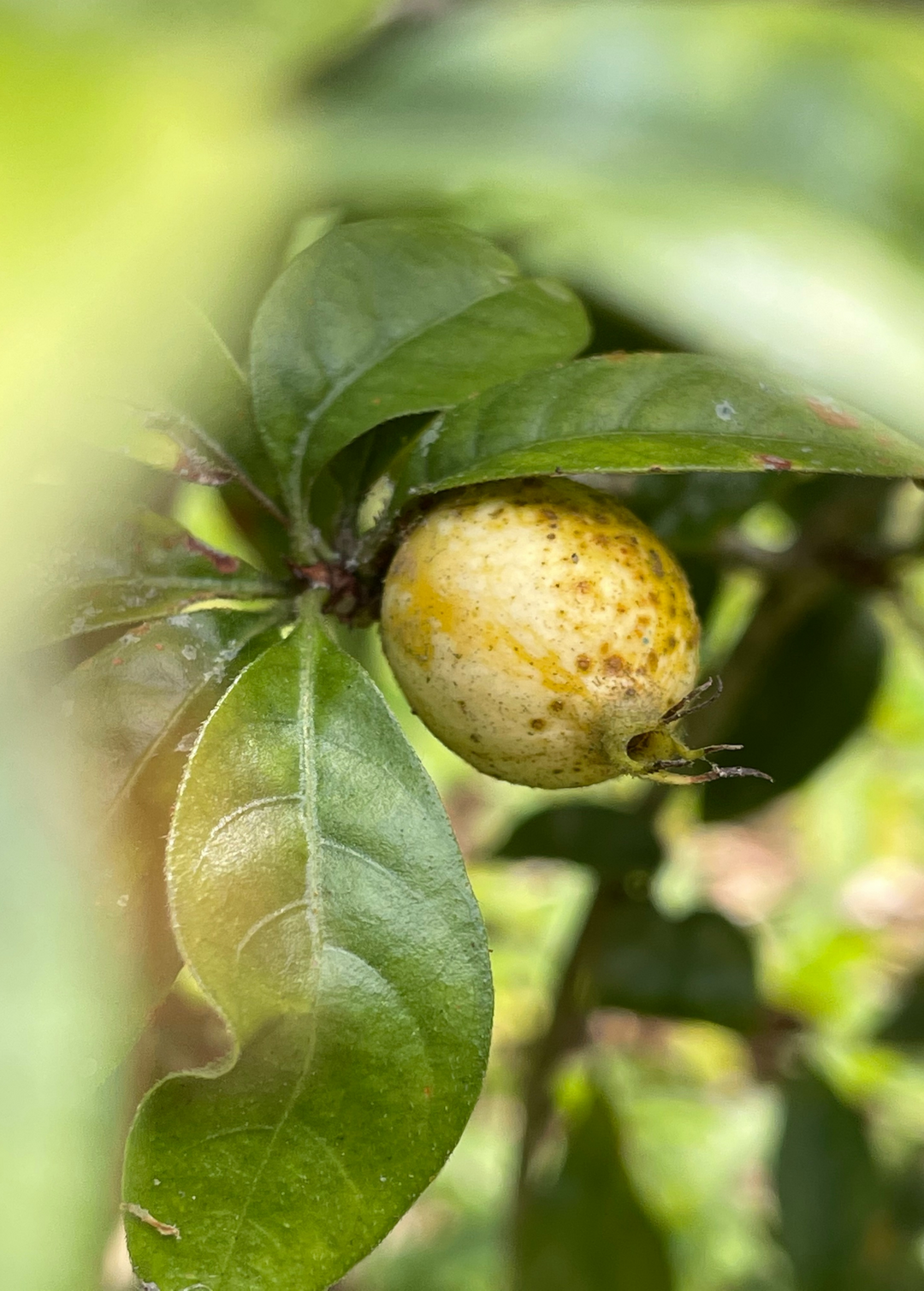 Blackberry Jam Fruit | Sow Exotic