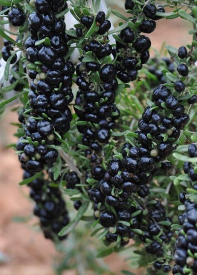 close up of long clusters of plump almost black Black Goji berries growing against small succulent leaves and thorns