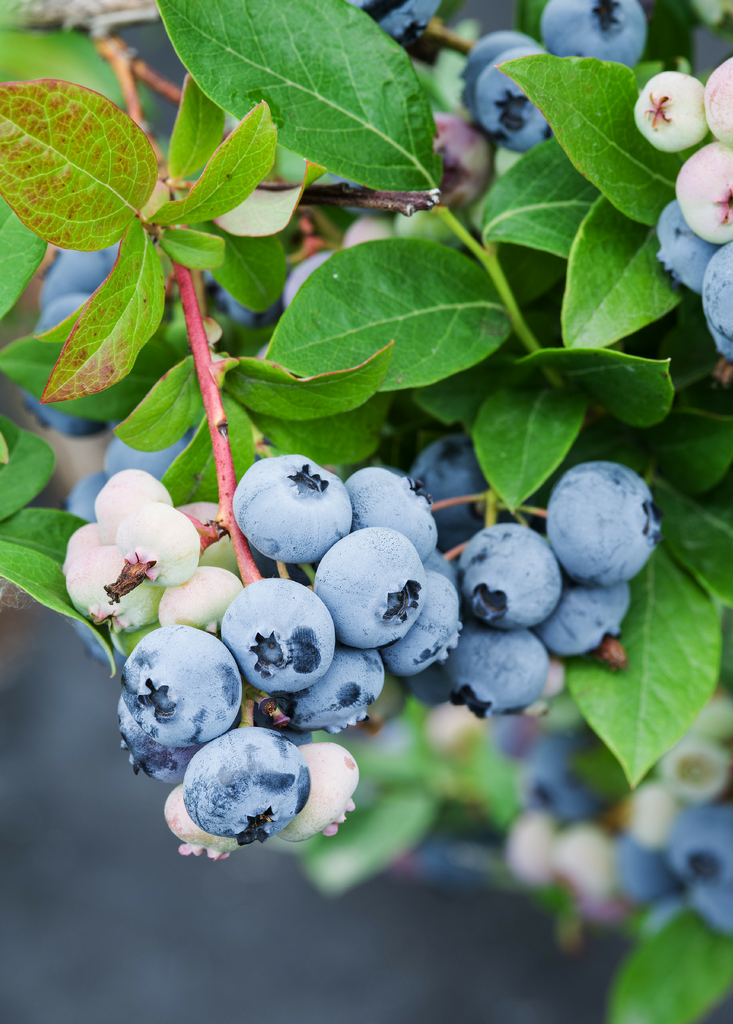 Sunshine Blue Blueberry - Low Chill Florida Blueberry