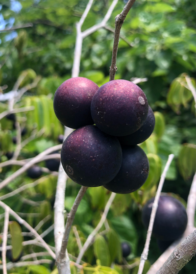 close up of cluster of four Blue Grape fruits on light brown branch -fruits are large globes, deep bluish purple in color