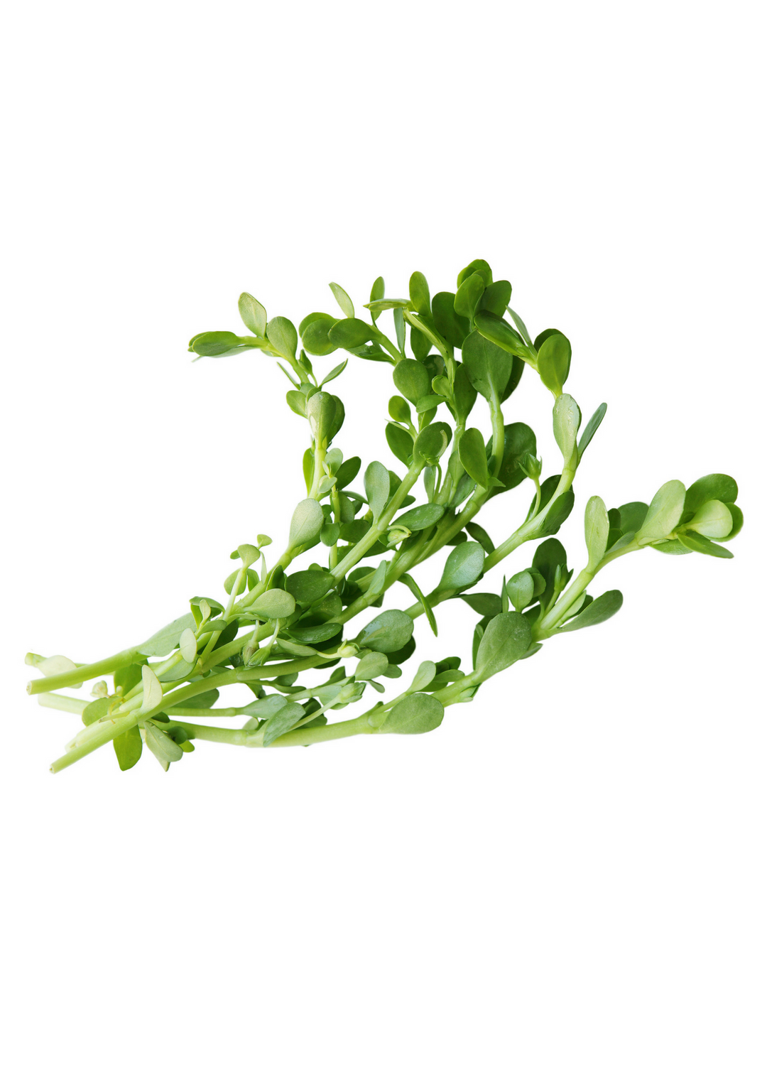 Bacopa Brahmi Plant - Medicinal Herb